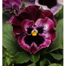 Виола Фризл Сизл Распберри