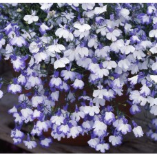 Лобелия ампельная Регата Блю Сплэш