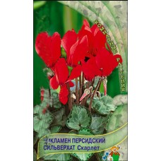 Цикламен персидский Сильверхат Скарлет