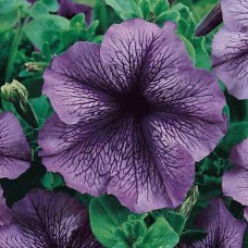 Петуния грандифлора Дэдди Блю