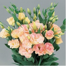 Эустома Супер Мэджик Шампань