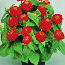 Цинния Циннита Скарлет