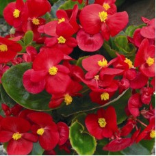 Бегония вечноцветущая зеленолистная Спринт Плюс Ред