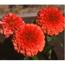 Цинния Тополино Салмон