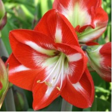 Амариллис простой Старгейзер