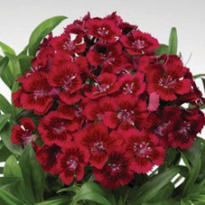 Гвоздика турецкая Диабунда Ред