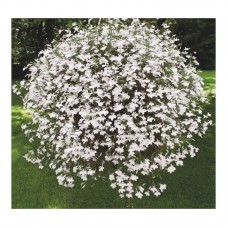 Лобелия ампельная Регата Вайт