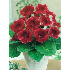 Глоксиния Импресс Ред