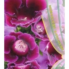 Глоксиния Импресс Парпл