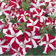 Петуния грандифлора Тритуния Ред Стар
