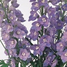 Дельфиниум высокий Гвардиан Лавендер