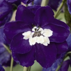 Дельфиниум высокий Мэджик Фонтэйнс Дарк Блю Вайт Би