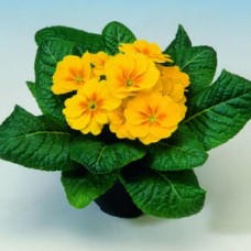 Примула Орион Еллоу виз Ай