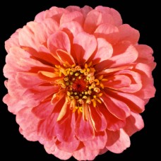 Цинния Мастер Пинк