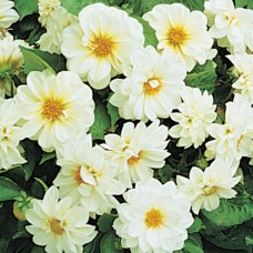 Георгина Фигаро Вайт Шейдес