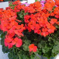 Пеларгония зональная Нано Ред