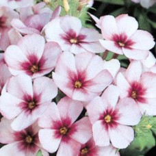 Флокс друммонди Этни Лайт Блю