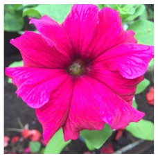 Петуния грандифлора Тритуния Роуз