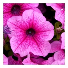 Петуния грандифлора Дэдди Шугар