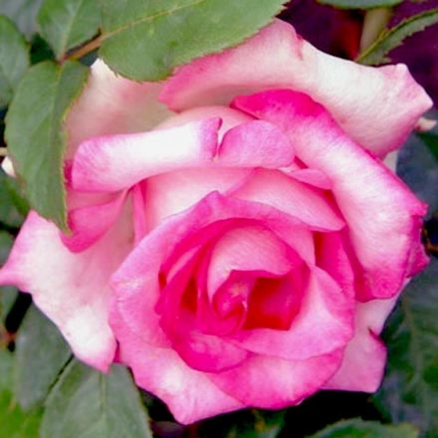 Клубсадпроф интернет. Им все сорта. Логотип сорт. Им все сорта. Земклуника цукат мускатный.