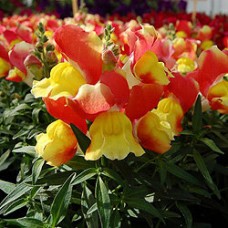 Львиный зев Снэппи Ред Флейм Львиный зев Снэппи Ред Флейм