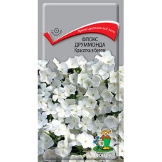 Флокс друммонда Красотка в белом