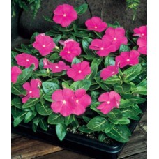 Катарантус Пацифика Дип Орхид