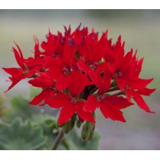 Пеларгония зональная Квантум Ред