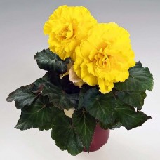 Бегония клубневая Нонстоп Мокка Еллоу