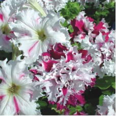 Петуния грандифлора фимбриата Поздрав из Яромнерже