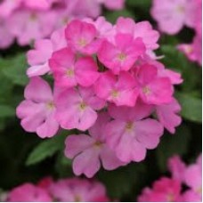 Вербена ампельная Обсешн Каскад Пинк Шейдес