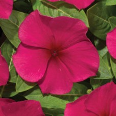 Катарантус Хитвэйв Бургунди