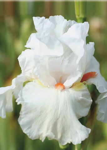 Ирис бородатый Саммер Лакшери Ирис бородатый Саммер Лакшери