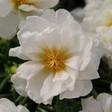 Портулак Хэппи Ауэр Коконат