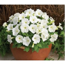Петуния миллифлора Пикобелла Вайт
