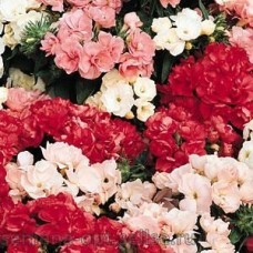 Флокс друммонда Промис Микс