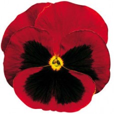 Виола крупноцветковая Дельта Ред виз Блотч