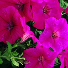 Петуния каскадная Рэмблин Неон Роуз
