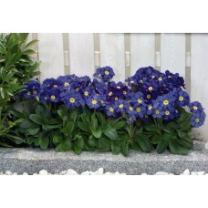 Примула высокая Крещендо Блю Шейдес