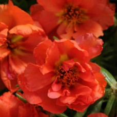 Портулак Хэппи Ауэр Оранж