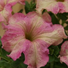 Петуния грандифлора Софистика Твайлайт