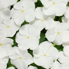 Катарантус Хитвэйв Вайт