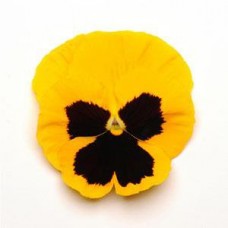 Виола крупноцветковая Матрикс Еллоу Блотч Виола крупноцветковая Матрикс Еллоу Блотч