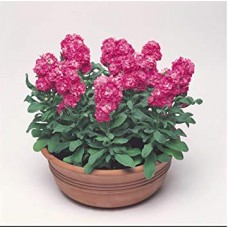 Маттиола Синдерелла Хот Пинк