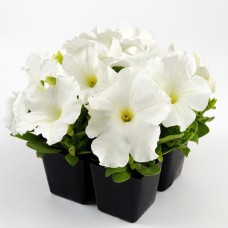 Петуния грандифлора Из Ридер Вайт