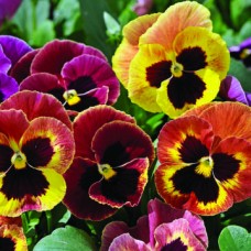 Виола крупноцветковая Маммот Сангрия пунш