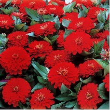 Цинния Дримленд Скарлет