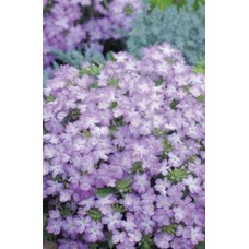 Вербена Тускани Лавендер Пикоти