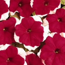 Петуния грандифлора Дримс Ред Пикоти