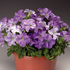 Петуния грандифлора Тритуния Скай Блю